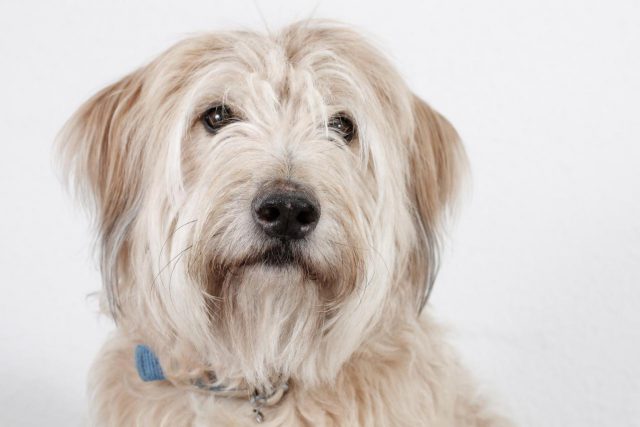 PERRO PASTOR CATALÁN