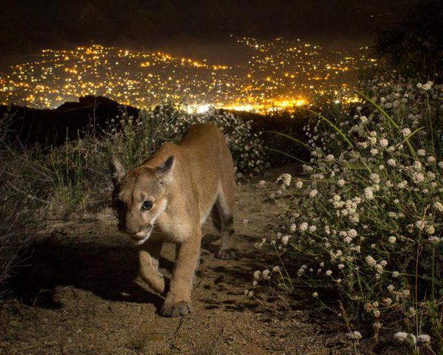 Puma