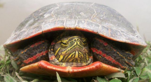 Tortuga