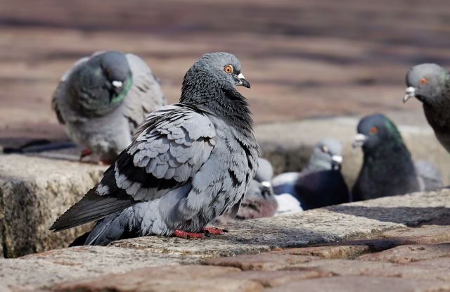 Palomas