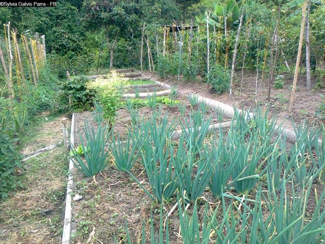 Huerta_casera_Cebolla