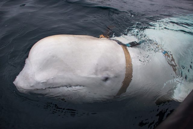 Unos Pescadores Encuentran Una Ballena Domesticada Portando Un Extraño Arnés Militar Que Podría Ser Un Espía Ruso 3 A8990E8E 98D9 44E7 9835 223A8481B6D2 1