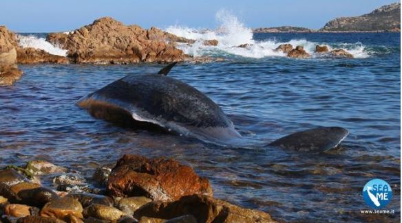 Crece la indignación por la muerte de una ballena con 22 kilos de plástico en su interior
