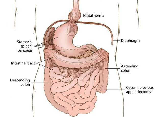 Organos