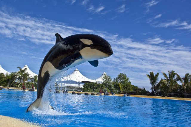 Loro Parque Confía En Que La Justicia Holandesa Le Vuelva A Dar La Razón 2