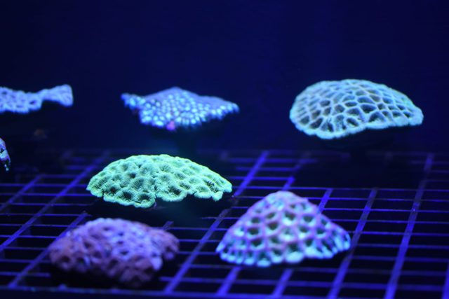 Loro Parque Exhibirá Una Granja De Corales 5