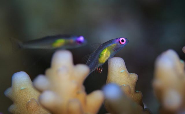 Pescaitos
