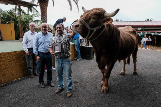 Primer Premio Toro Del País