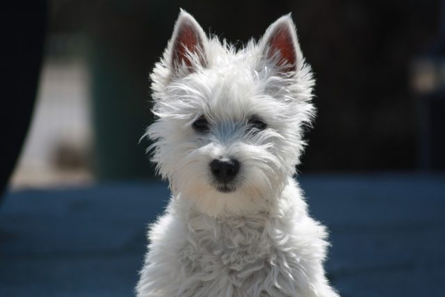 West Highland Terrier