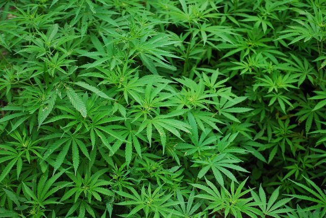 cannabis-sativa