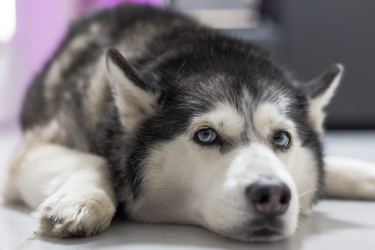 ¿Cómo cuidar de la raza Husky siberiano?