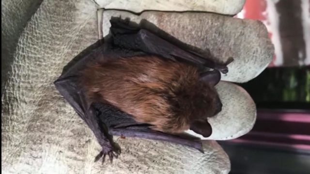 skynews-bat-bat-ipad_4681818