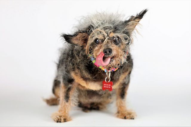 2019 Worlds Ugliest Dog Winner Scamp The Tramp 1440 1