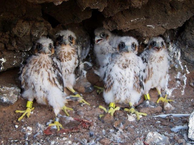 Agentes de Medio Ambiente-Halcón tagorote (2)