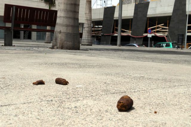 CACAS PERROS SUELO