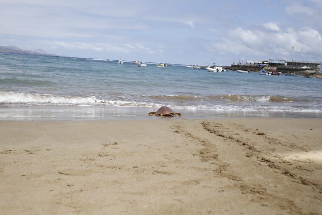 Suelta De Tortugas Día Mundial De Los Océanos 2