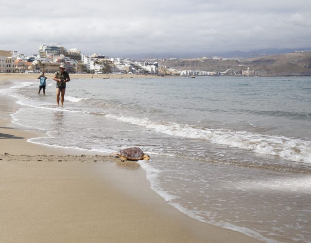 Suelta De Tortugas Día Mundial De Los Océanos Playa De Las Canteras