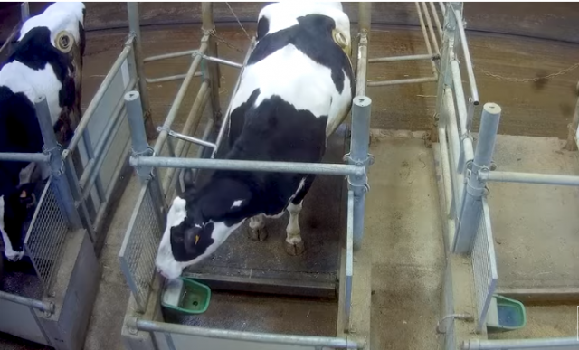 Vacas