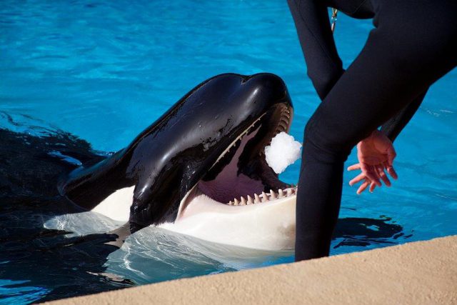 Orcas Loro Parque 1