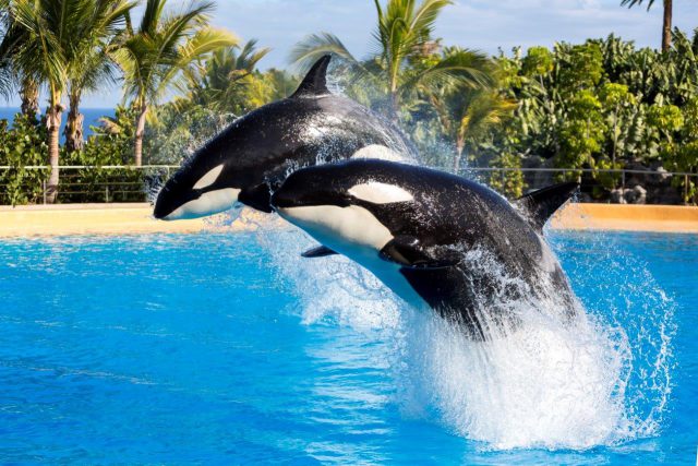 Orcas Loro Parque 5