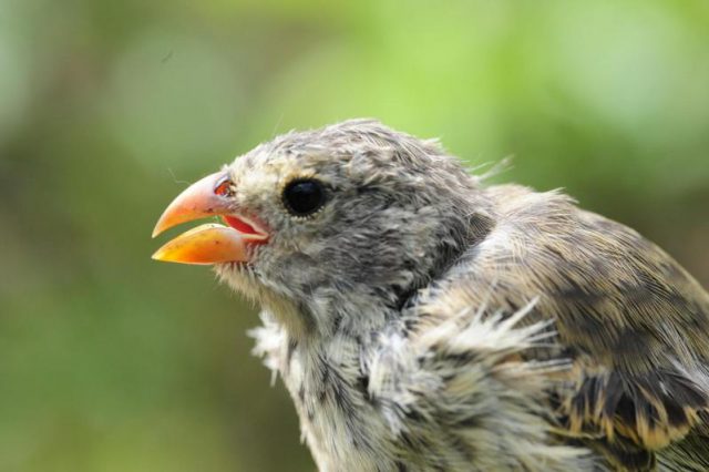 pajaro