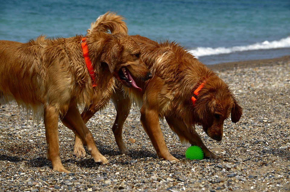 Perros Disfrutando De La Playa.