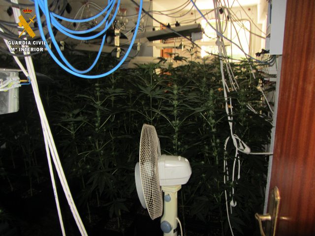 plantacion-cannabis-guajar