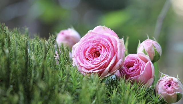 rosas