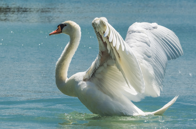 Un cisne acaba con la vida de un perro en un parque público de ...