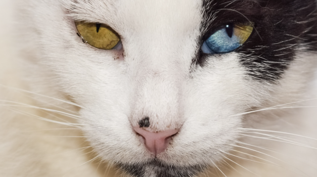 gato