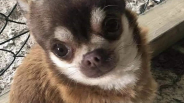 Gizmo