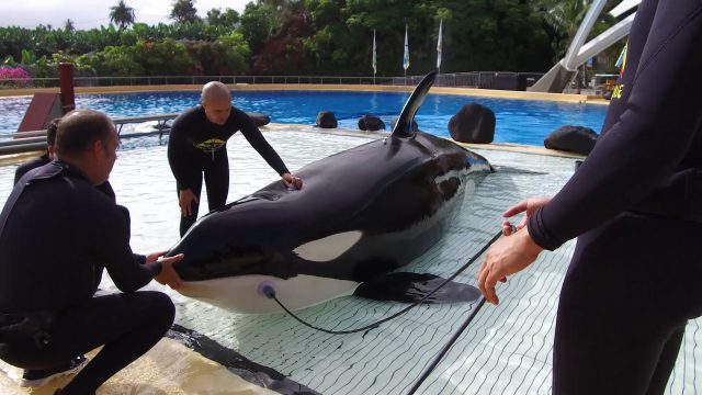 Audicion Orcas Loro Parque 1