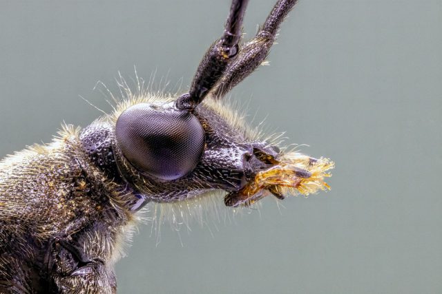 insecto