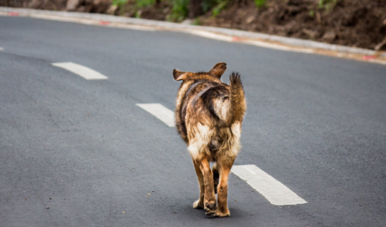 Muere un hombre tras contraer una infección rara al ser lamido por su perro