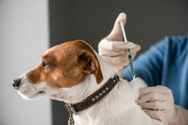 perros vacunación rabia