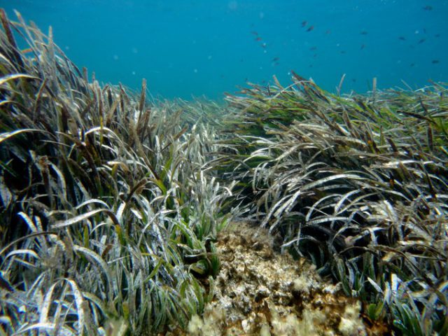 praderas submarinas mares