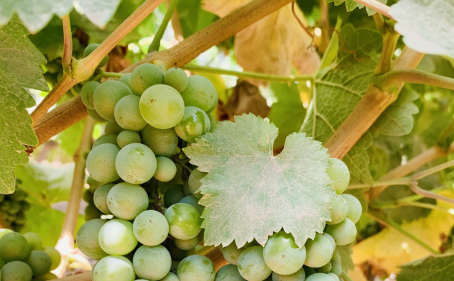 uvas