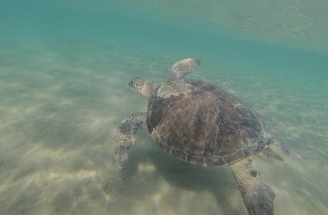 tortuga