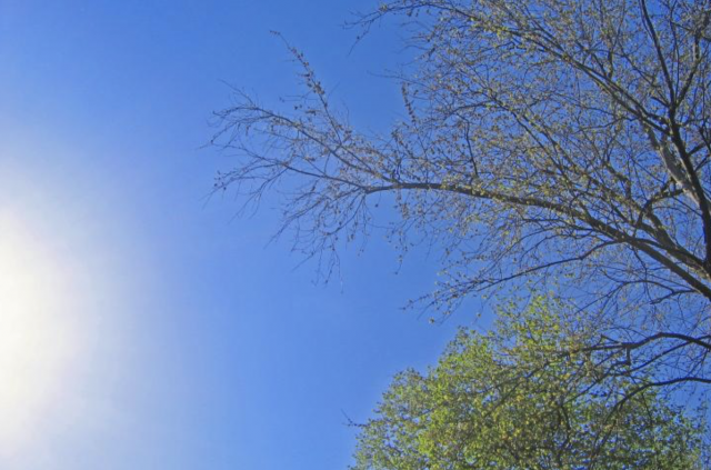 sol