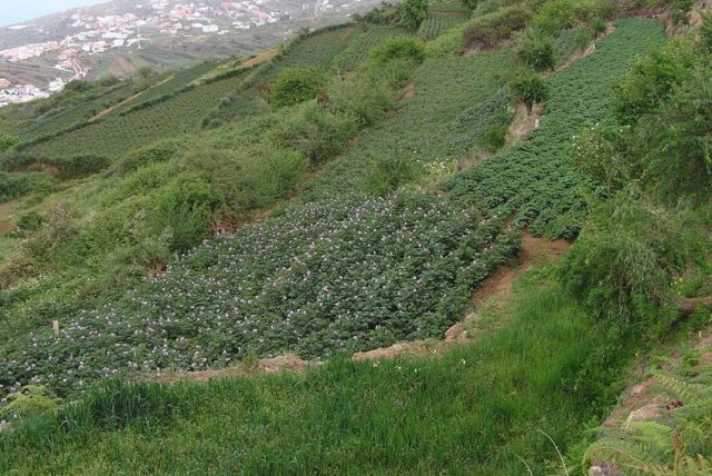 Terreno De Cultivo