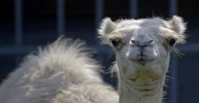 Las mejores noticias curiosas de la semana 33 Captura de pantalla 2019 09 23 a las 13.00.36