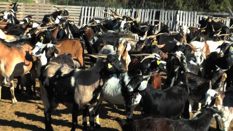 COAG Canarias solicita al cabildo de Fuerteventura el adelanto de las ayudas para agricultores y ganaderos