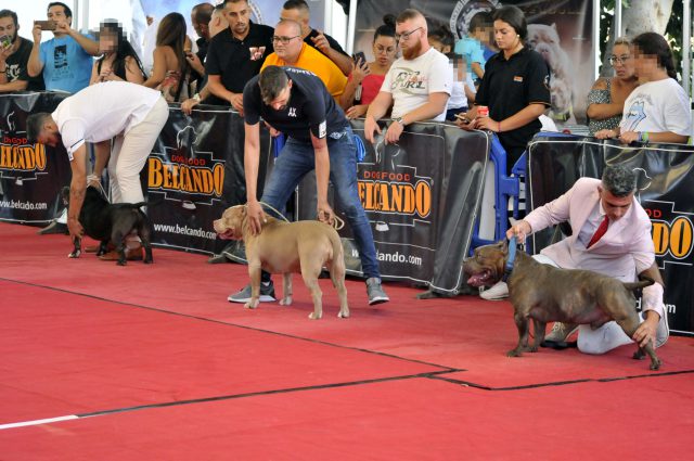 Festival American Bully 3