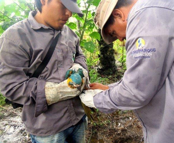 Loro Parque Fundacion Cumple 25 Años 3