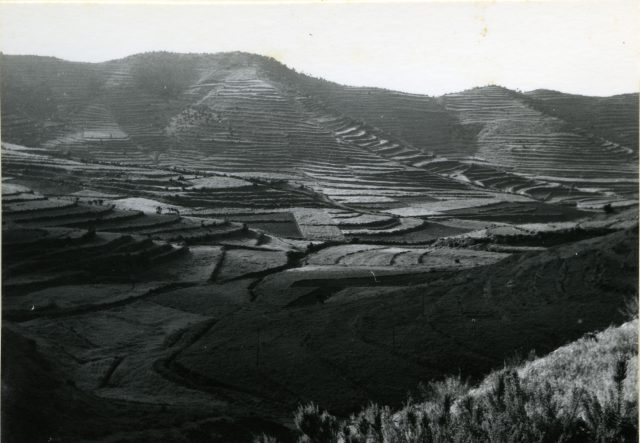 Foto De Günter Kunkel De 1963 En La Que Se Muestra El Cultivo En Terrazas En Canarias