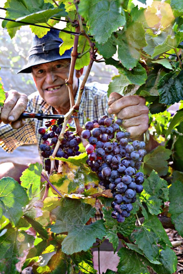 I Concurso Fotografia El Vino Y Su Entorno 2019 1