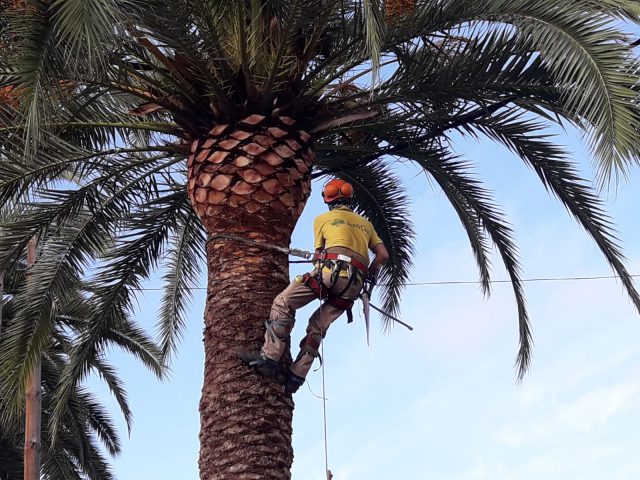 El Ayuntamiento De Santa Brígida Poda Más De Un Centenar De Palmeras En La Zona De El Palmeral 1 Poda Palmeras 1