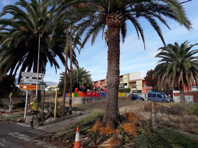 El Ayuntamiento De Santa Brígida Poda Más De Un Centenar De Palmeras En La Zona De El Palmeral 2 Poda Palmeras 2