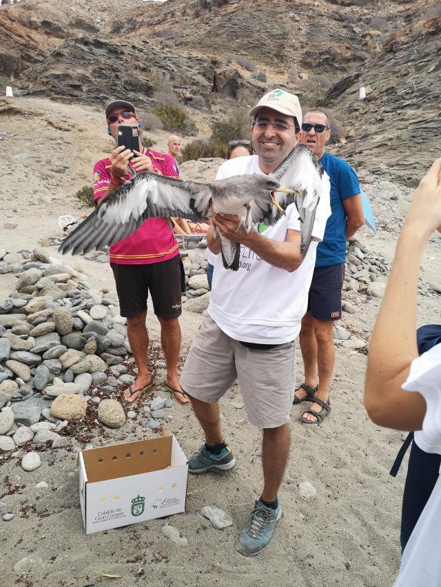 Suelta De Pardela Cenicienta En La Eco Trail Lomas De Taurito