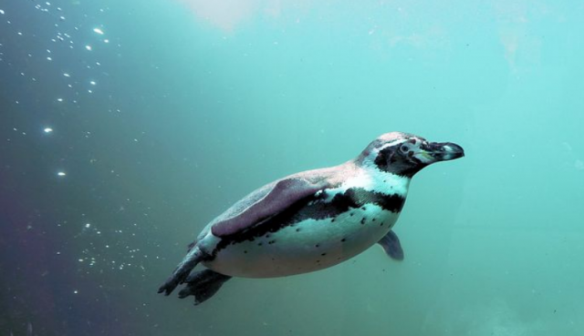 pinguino